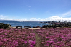 pacific-grove-bloom