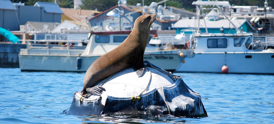 home-fader-img-1 monterey bay seal on a rock