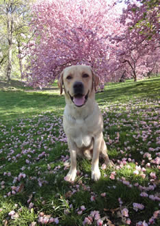 dog friendly monterey hotel