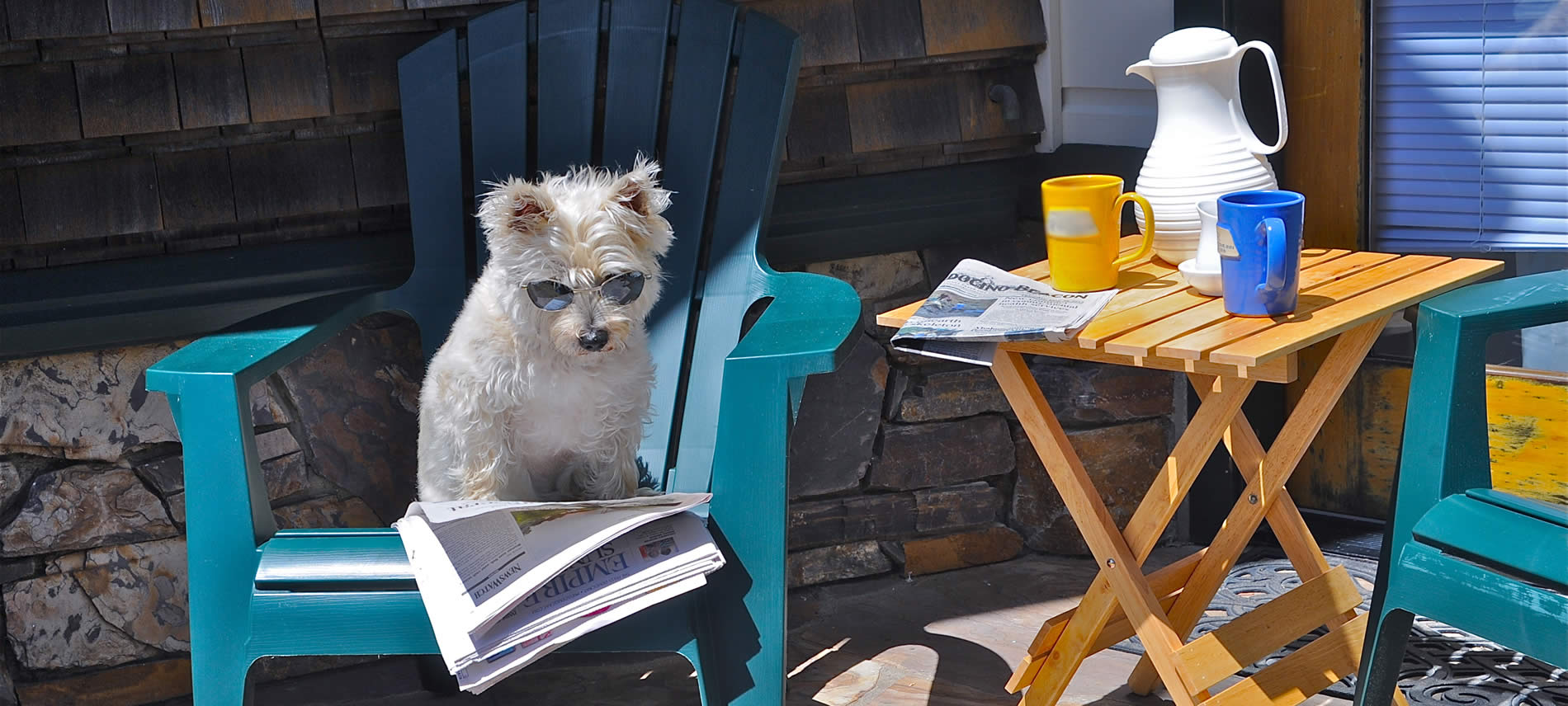 pacific grove pet-friendly hotel - two dogs